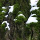 Il Bosco di Santa Maria