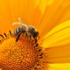 Corso apicoltura